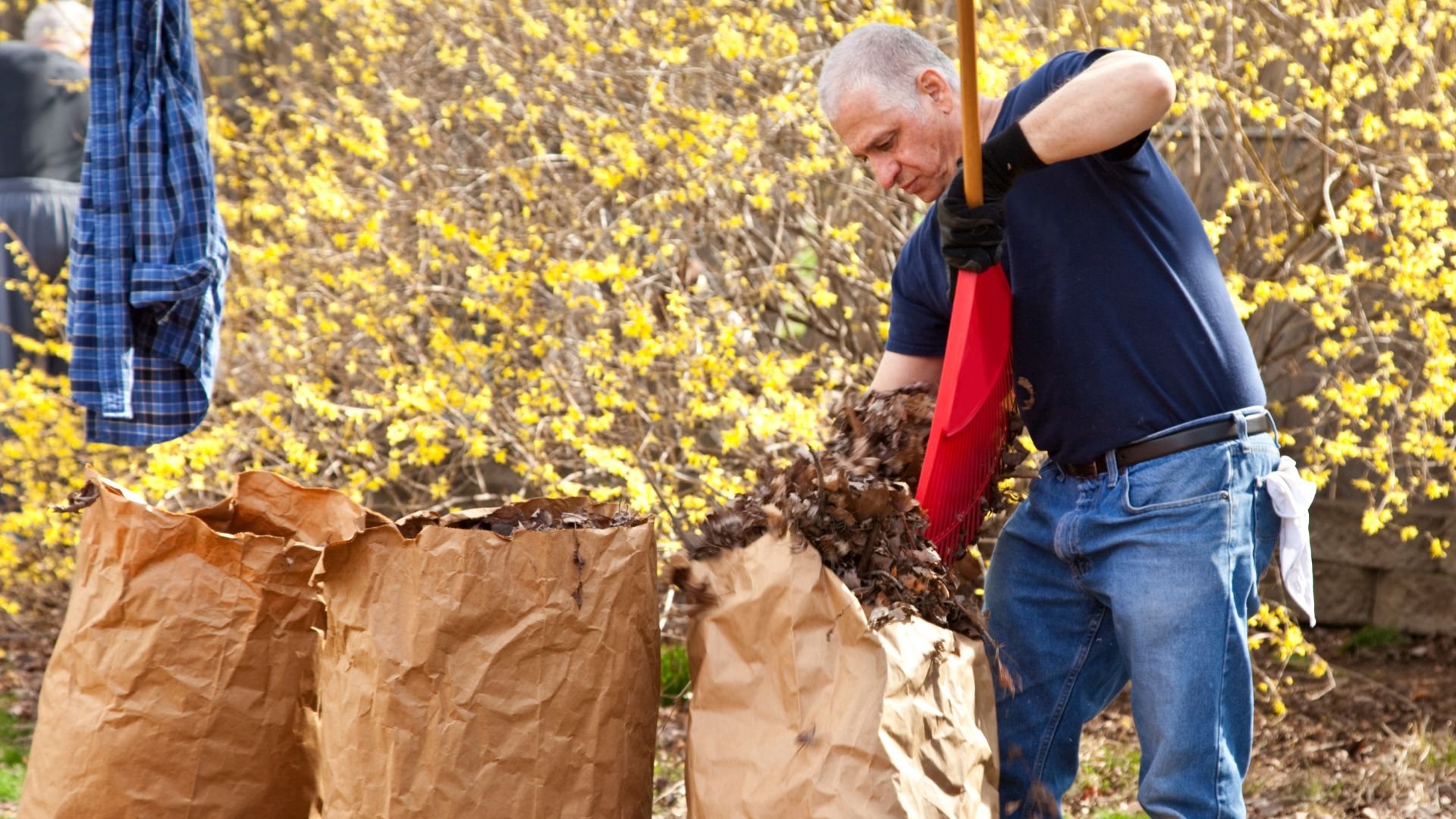 Person raking leaves into large paper bags with yellow flowering bush behind